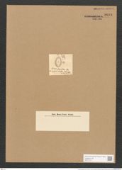 Cocconeis grantiana Grev. (de-Toni-Nr.: Genus 40, Species 1865) Zeichnungen Sammlung Grunow Nr. 3693 (NHMW-BOT-W0371317)
